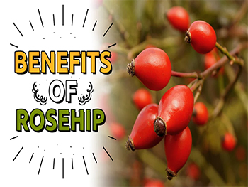 What Is Rosehip Powder Good For
